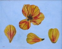 Artist Carolyn Sergeant: Tulip Petals