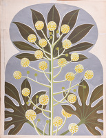 Artist Mary Adshead: Study of a Fatsia Japonica in Bloom, c. 1960