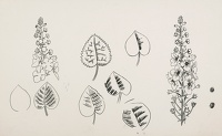 Artist Evelyn Dunbar: Drawings of leaves and flowers.