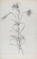 Artist Marion Adnams: Study of Lilies, 1930s