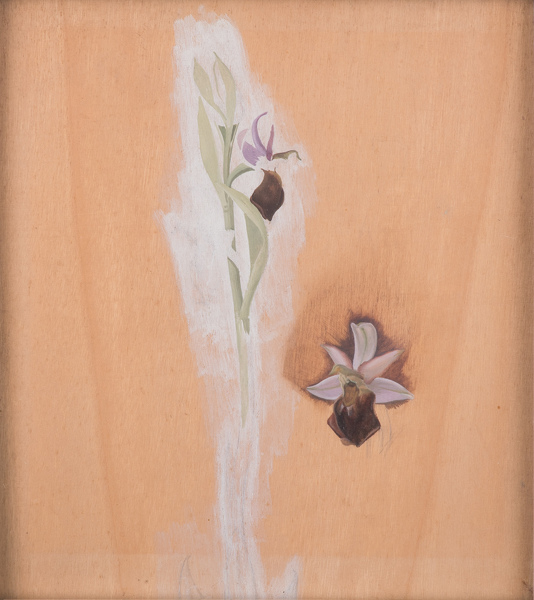 Artist Winifred Knights: Study of Ophrys Bertolonii, commonly known as Bertolonis Bee Orchid, circa 1925