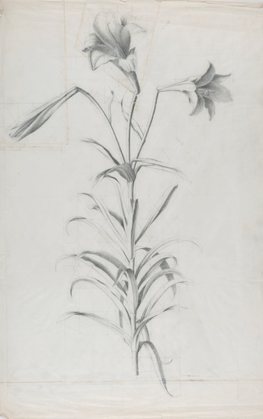 Artist Marion Adnams (1898 - 1995): Study of Lilies, 1930s