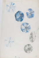 Artist Marion Adnams: Study of Morning Glory (Ipomoea species), circa 1930
