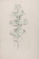 Artist Marion Adnams: Study of a variagated croton leaf, early 1930s